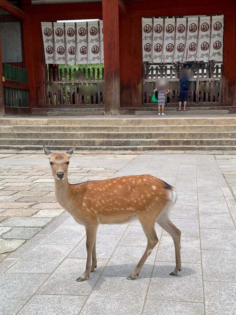 奈良　鹿　関西旅行　